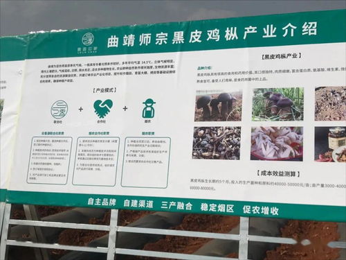 绿色升级 云南国发有机肥推广助力师宗烟草土壤改良